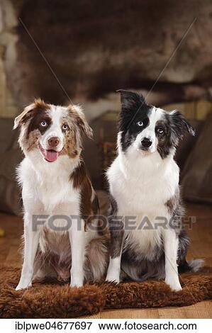 Miniature Australian Shepherds, two bitches, red-merle and blue-merle, sitting next to each other on fur View Large Photo Image Stock Photo - Miniature Australian Shepherds, two bitches, red-merle and blue-merle, sitting next to each other on fur. Fotosearch