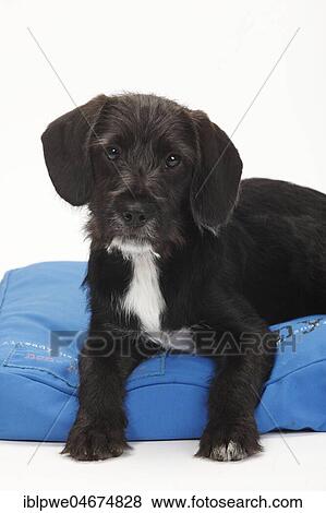 Stock Photo - Mixed-breed dog, puppy, 14 weeks, pillow, lies on dog cushion, dog bed, white background. Fotosearch