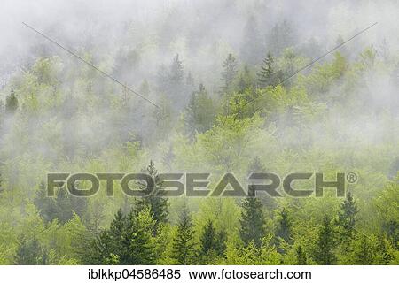 Stock Photography - Mixed forest in spring in the fog, Soča Valley, Julian Alps, Slovenia, Europe. Fotosearch