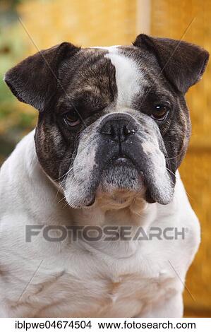 Picture - Mongrel dog (English x French bulldog), Bulldog mix, Bulldog mongrel, animal portrait. Fotosearch