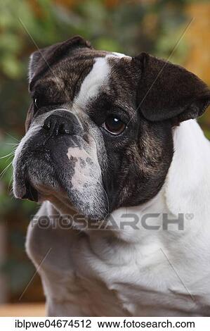 Mongrel dog (English x French bulldog), Bulldog mix, Bulldog mongrel, animal portrait View Large Photo Image Stock Image - Mongrel dog (English x French bulldog), Bulldog mix, Bulldog mongrel, animal portrait. Fotosearch