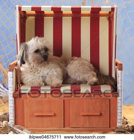 Mongrel dog, male lies in wicker beach chair View Large Photo Image Stock Image - Mongrel dog, male lies in wicker beach chair. Fotosearch