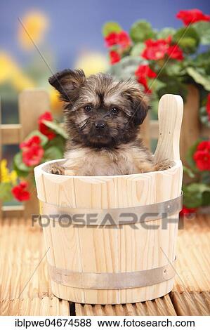 Mongrel dog, puppy, 11 weeks (dwarf tip x Chihuahua), Pomchi, Chiranian, in wooden tub, flowers in the background View Large Photo Image Stock Photo - Mongrel dog, puppy, 11 weeks (dwarf tip x Chihuahua), Pomchi, Chiranian, in wooden tub, flowers in the background. Fotosearch