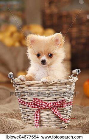 Mongrel dog, puppy, 12 weeks, pomchi, chiranian, dwarf pointed chihuahua mongrel, sitting in basket View Large Photo Image Picture - Mongrel dog, puppy, 12 weeks, pomchi, chiranian, dwarf pointed chihuahua mongrel, sitting in basket. Fotosearch
