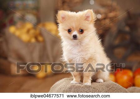 Mongrel dog, puppy, 12 weeks, pomchi, chiranian, dwarf pointed chihuahua mongrel, sitting View Large Photo Image Stock Image - Mongrel dog, puppy, 12 weeks, pomchi, chiranian, dwarf pointed chihuahua mongrel, sitting. Fotosearch