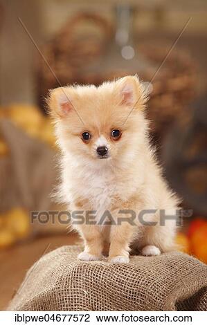 Mongrel dog, puppy, 12 weeks, pomchi, chiranian, dwarf pointed chihuahua mongrel, sitting View Large Photo Image Stock Image - Mongrel dog, puppy, 12 weeks, pomchi, chiranian, dwarf pointed chihuahua mongrel, sitting. Fotosearch