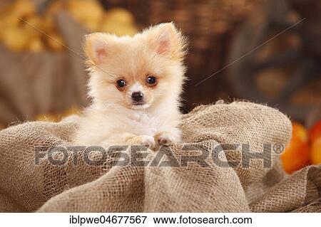 Mongrel dog, puppy, 12 weeks, pomchi, chiranian, dwarf lace chihuahua mongrel, sitting in sacking View Large Photo Image Stock Photo - Mongrel dog, puppy, 12 weeks, pomchi, chiranian, dwarf lace chihuahua mongrel, sitting in sacking. Fotosearch