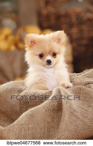 Mongrel dog, puppy, 12 weeks, pomchi, chiranian, dwarf lace chihuahua mongrel, sitting in sacking View Large Photo Image Stock Photo - Mongrel dog, puppy, 12 weeks, pomchi, chiranian, dwarf lace chihuahua mongrel, sitting in sacking. Fotosearch