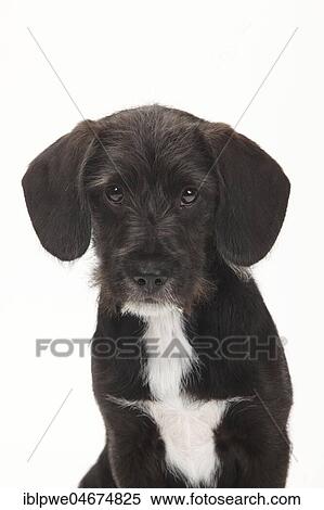 Stock Photography - Mongrel dog, puppy, 14 weeks, animal portrait, white background. Fotosearch