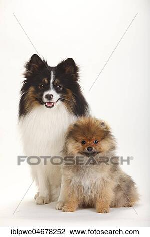 Mongrel, Pointed Mongrel and Dwarf Pointed, Puppy, 4 months, sitting View Large Photo Image Stock Image - Mongrel, Pointed Mongrel and Dwarf Pointed, Puppy, 4 months, sitting. Fotosearch