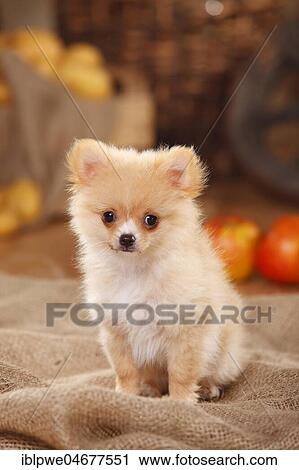 Mongrel, puppy, 12 weeks, pomchi, chiranian, dwarf lace chihuahua mongrel, sits on sacking, decorated in autumn View Large Photo Image Stock Image - Mongrel, puppy, 12 weeks, pomchi, chiranian, dwarf lace chihuahua mongrel, sits on sacking, decorated in autumn. Fotosearch