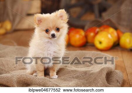 Mongrel, puppy, 12 weeks, pomchi, chiranian, dwarf lace chihuahua mongrel, sits on sacking, decorated in autumn View Large Photo Image Stock Image - Mongrel, puppy, 12 weeks, pomchi, chiranian, dwarf lace chihuahua mongrel, sits on sacking, decorated in autumn. Fotosearch