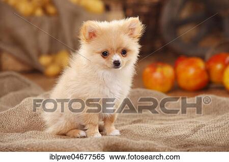 Mongrel, puppy, 12 weeks, pomchi, chiranian, dwarf lace chihuahua mongrel, sits on sacking, decorated in autumn View Large Photo Image Stock Photography - Mongrel, puppy, 12 weeks, pomchi, chiranian, dwarf lace chihuahua mongrel, sits on sacking, decorated in autumn. Fotosearch
