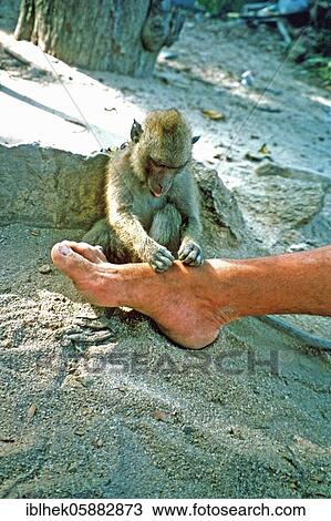 Stock Image - Monkey licks a man's foot, Koh Samui, Thailand, Asia. Fotosearch