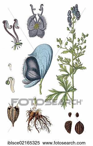 Monkshood or Wolf's Bane (Aconitum napellus), medicinal plant, useful plant, chromolithograph, circa 1790 View Large Photo Image Stock Photography - Monkshood or Wolf's Bane (Aconitum napellus), medicinal plant, useful plant, chromolithograph, circa 1790. Fotosearch