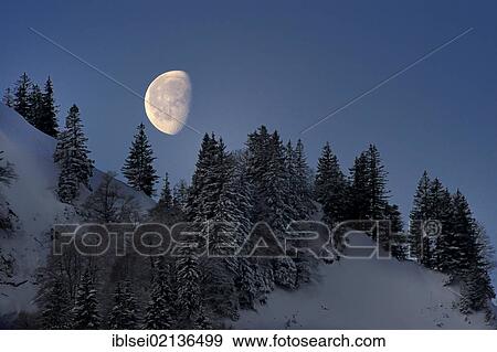 Moon over a snow-covered mountain forest, Unterjoch, Allgaeu, Bavaria, Germany, Europe View Large Photo Image Stock Photo - Moon over a snow-covered mountain forest, Unterjoch, Allgaeu, Bavaria, Germany, Europe. Fotosearch