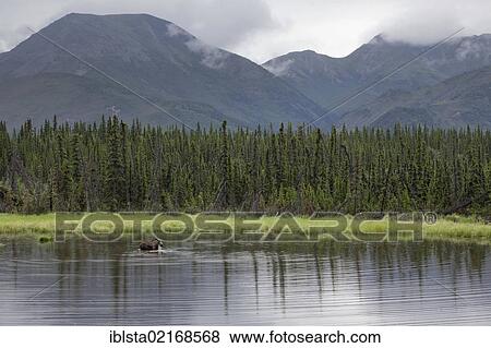 Moose (Alces alces) standing in a lake in the Denali National Park, Alaska, USA, North America View Large Photo Image Stock Photo - Moose (Alces alces) standing in a lake in the Denali National Park, Alaska, USA, North America. Fotosearch