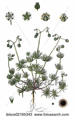 Morison's Spurry (Spergula morisonii), medicinal plant, useful plant, chromolithograph, circa 1790 View Large Photo Image Stock Image - Morison's Spurry (Spergula morisonii), medicinal plant, useful plant, chromolithograph, circa 1790. Fotosearch