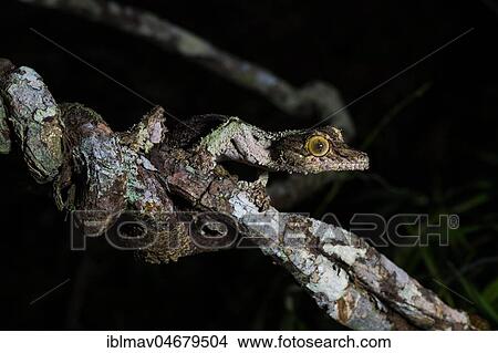 Mossy leaf-tailed gecko (Uroplatus sikorae), Female camouflaged on branch, Annjozorobe Reserve, Madagascar, Africa View Large Photo Image Picture - Mossy leaf-tailed gecko (Uroplatus sikorae), Female camouflaged on branch, Annjozorobe Reserve, Madagascar, Africa. Fotosearch