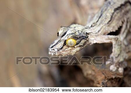 Mossy Leaf-tailed Gecko (Uroplatus sikorae), Madagascar, Africa View Large Photo Image Picture - Mossy Leaf-tailed Gecko (Uroplatus sikorae), Madagascar, Africa. Fotosearch