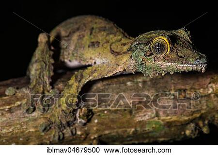 Mossy leaf-tailed gecko (Uroplatus sikorae), Female camouflaged on branch, Annjozorobe Reserve, Madagascar, Africa View Large Photo Image Stock Image - Mossy leaf-tailed gecko (Uroplatus sikorae), Female camouflaged on branch, Annjozorobe Reserve, Madagascar, Africa. Fotosearch