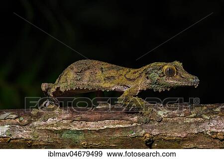 Mossy leaf-tailed gecko (Uroplatus sikorae), Female camouflaged on branch, Annjozorobe Reserve, Madagascar, Africa View Large Photo Image Stock Photo - Mossy leaf-tailed gecko (Uroplatus sikorae), Female camouflaged on branch, Annjozorobe Reserve, Madagascar, Africa. Fotosearch