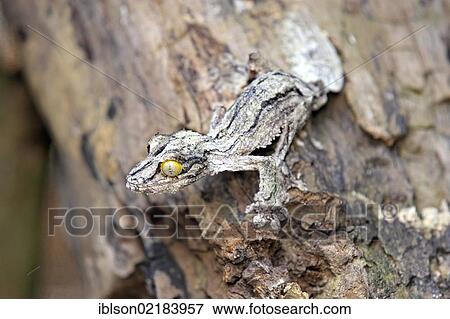 Mossy Leaf-tailed Gecko (Uroplatus sikorae), camouflaged on a tree trunk Madagascar, Africa View Large Photo Image Stock Photo - Mossy Leaf-tailed Gecko (Uroplatus sikorae), camouflaged on a tree trunk Madagascar, Africa. Fotosearch
