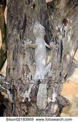 Stock Photo - Mossy Leaf-tailed Gecko (Uroplatus sikorae), camouflaged on a tree trunk Madagascar, Africa. Fotosearch