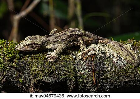 Mossy leaf-tailed gecko (Uroplatus sikorae), male on mossed tree trunk, Andasibe National Park, Madagascar, Africa View Large Photo Image Stock Photograph - Mossy leaf-tailed gecko (Uroplatus sikorae), male on mossed tree trunk, Andasibe National Park, Madagascar, Africa. Fotosearch