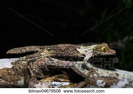 Mossy leaf-tailed gecko (Uroplatus sikorae), Female camouflaged on branch, Annjozorobe Reserve, Madagascar, Africa View Large Photo Image Stock Photograph - Mossy leaf-tailed gecko (Uroplatus sikorae), Female camouflaged on branch, Annjozorobe Reserve, Madagascar, Africa. Fotosearch
