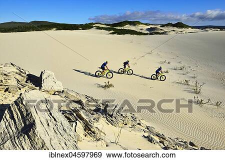 Stock Photo - Mountain bikers on sand dunes, cycling tour with fat bikes at Die Plaat Beach, Nature Reserve, De Kelders, Gansbaai, Western Cape, South Africa, Africa. Fotosearch