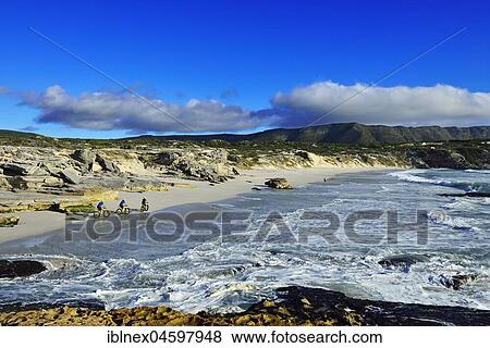 Stock Photo - Mountain bikers with Fatbikes at the beach, bicycle tour at Die Plaat Beach, Nature Reserve, De Kelders, Gansbaai, Western Cape, South Africa, Africa. Fotosearch