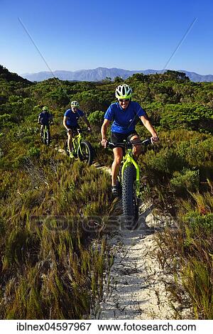Mountain biking on fat bikes through bushes, cycling, Nature Reserve, De Kelders, Gansbaai, Western Cape, South Africa, Africa View Large Photo Image Stock Photo - Mountain biking on fat bikes through bushes, cycling, Nature Reserve, De Kelders, Gansbaai, Western Cape, South Africa, Africa. Fotosearch