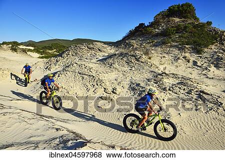Mountain biking on fat bikes through dunes, cycling, Nature Reserve, De Kelders, Gansbaai, Western Cape, South Africa, Africa View Large Photo Image Stock Photo - Mountain biking on fat bikes through dunes, cycling, Nature Reserve, De Kelders, Gansbaai, Western Cape, South Africa, Africa. Fotosearch