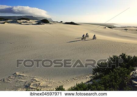 Stock Image - Mountain biking with fat bikes on sand dunes, cycling, Nature Reserve, De Kelders, Gansbaai, Western Cape, South Africa, Africa. Fotosearch