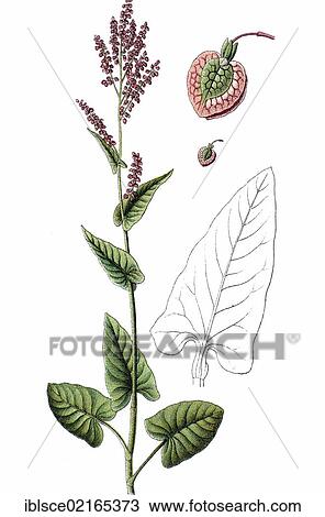 Stock Image - Mountain sorrel species (Rumex arifolius, Rumex alpestris Jacq. ), medicinal and useful plant, chromolithograph, circa 1790. Fotosearch
