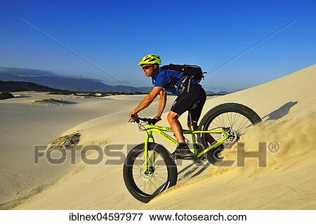 Mountainbiker on fatbike, goes down dune, The Plaat Beach, Nature Reserve, De Kelders, Gansbaai, Western Cape, South Africa, Africa View Large Photo Image Stock Photo - Mountainbiker on fatbike, goes down dune, The Plaat Beach, Nature Reserve, De Kelders, Gansbaai, Western Cape, South Africa, Africa. Fotosearch