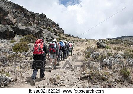 Mountaineering, trekking, group of mountaineers ascending, above tree line on the path near Zebra Rocks, Marangu route, Mount Kilimanjaro, Kibo, Tanzania, East Africa, Africa View Large Photo Image Stock Photo - Mountaineering, trekking, group of mountaineers ascending, above tree line on the path near Zebra Rocks, Marangu route, Mount Kilimanjaro, Kibo, Tanzania, East Africa, Africa. Fotosearch