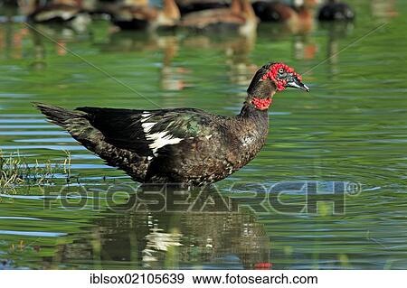 Muscovy duck (Cairina moschata), adult drake, in water, Pantanal, Brazil, South America View Large Photo Image Stock Photo - Muscovy duck (Cairina moschata), adult drake, in water, Pantanal, Brazil, South America. Fotosearch