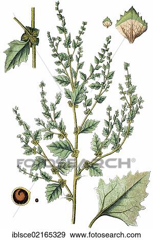 Nitens Hortense (Atriplex rosea), medicinal plant, useful plant, chromolithograph, circa 1790 View Large Photo Image Stock Photo - Nitens Hortense (Atriplex rosea), medicinal plant, useful plant, chromolithograph, circa 1790. Fotosearch