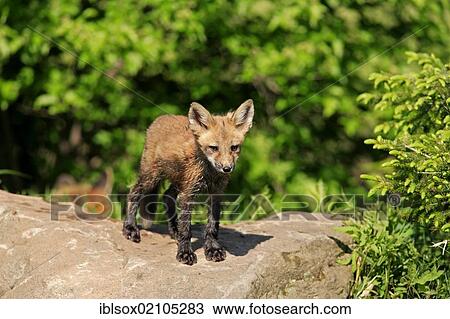 North American Red Fox (Vulpes fulva), cub on a rock, Minnesota, USA, North America View Large Photo Image Stock Image - North American Red Fox (Vulpes fulva), cub on a rock, Minnesota, USA, North America. Fotosearch