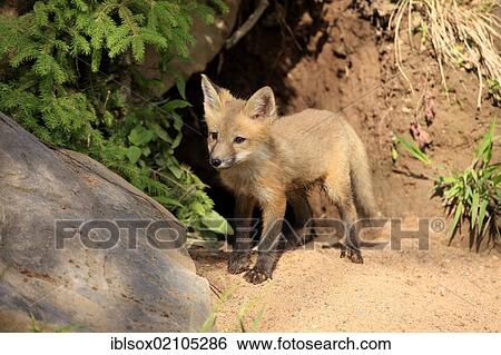 North American Red Fox (Vulpes fulva), cub outside a den, Minnesota, USA, North America View Large Photo Image Stock Photograph - North American Red Fox (Vulpes fulva), cub outside a den, Minnesota, USA, North America. Fotosearch