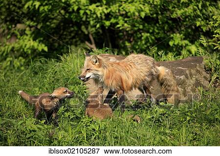 Stock Photo - North American Red Foxes (Vulpes fulva), mother with cubs, social behavior, Minnesota, USA, North America. Fotosearch