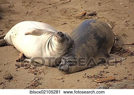 Stock Image - Northern Elephant Seals (Mirounga angustirostris), pups on a beach, Piedra Blancas, California, USA, North America. Fotosearch