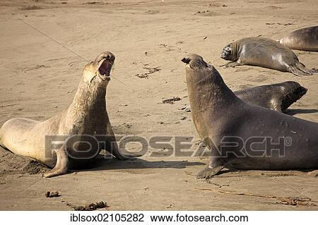 Stock Image - Northern Elephant Seals (Mirounga angustirostris), young bulls on a beach, Piedra Blancas, California, USA, North America. Fotosearch