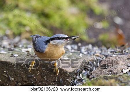 Nuthatch (Sitta europaea) at the feeding site, Bad Sooden-Allendorf, Hesse, Germany, Europe View Large Photo Image Stock Photo - Nuthatch (Sitta europaea) at the feeding site, Bad Sooden-Allendorf, Hesse, Germany, Europe. Fotosearch