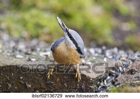 Nuthatch (Sitta europaea) at the feeding site, Bad Sooden-Allendorf, Hesse, Germany, Europe View Large Photo Image Stock Photo - Nuthatch (Sitta europaea) at the feeding site, Bad Sooden-Allendorf, Hesse, Germany, Europe. Fotosearch