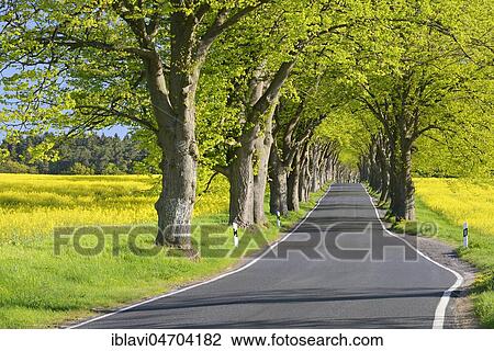 Oak avenue in spring, fresh green, rape fields, Mönchgut peninsula, Rügen Island, Mecklenburg-Western Pomerania, Germany, Europe View Large Photo Image Stock Image - Oak avenue in spring, fresh green, rape fields, Mönchgut peninsula, Rügen Island, Mecklenburg-Western Pomerania, Germany, Europe. Fotosearch