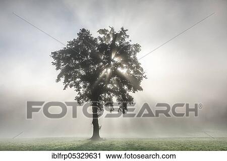 Stock Image - Oak in the mist, Bern, Switzerland, Quercus spec, Europe. Fotosearch