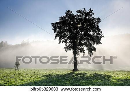 Oak in the mist, Bern, Switzerland, Quercus spec, Europe View Large Photo Image Stock Image - Oak in the mist, Bern, Switzerland, Quercus spec, Europe. Fotosearch